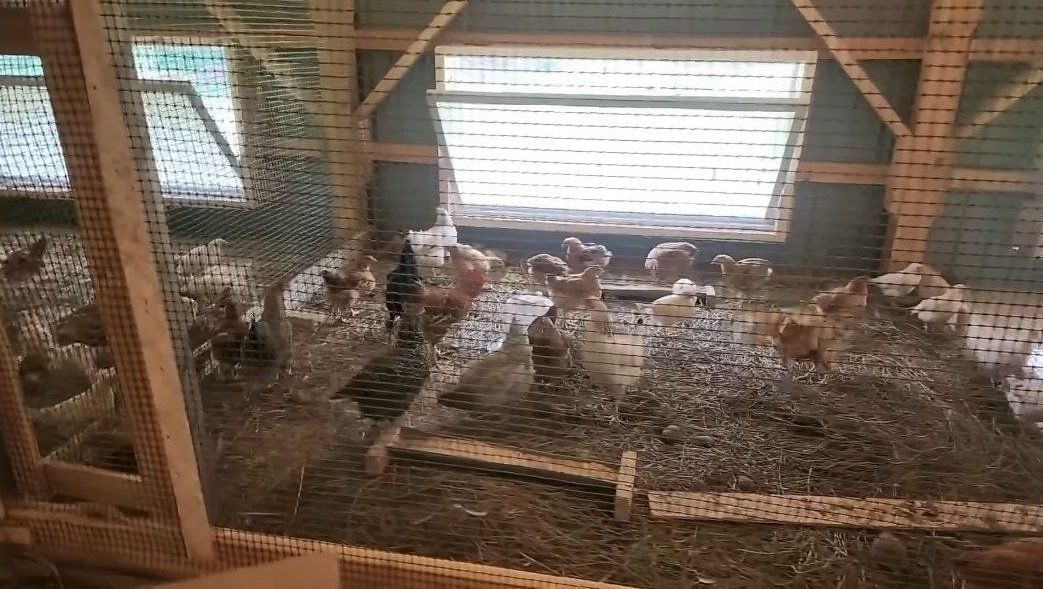 Канадская семья стала жертвой нападения лисы на курятник под Нижним Новгородом - фото 1
